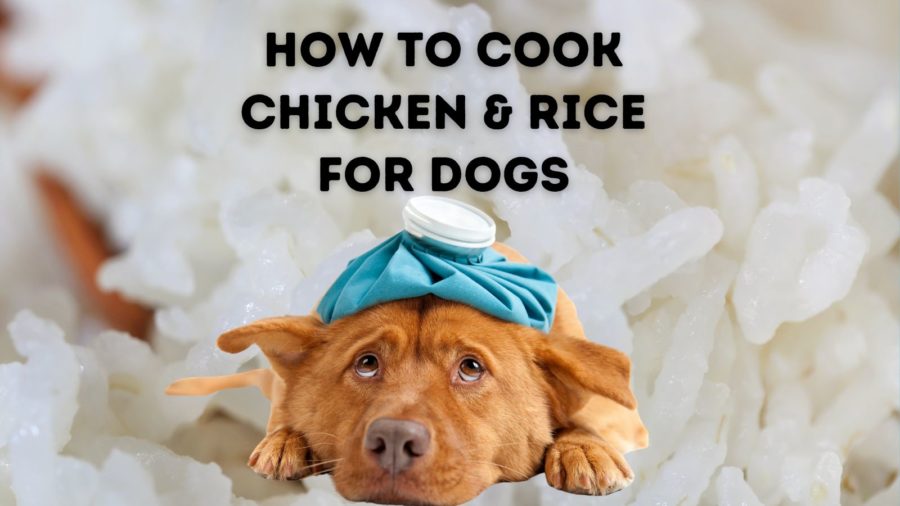 How to Cook Chicken and Rice for Dogs
