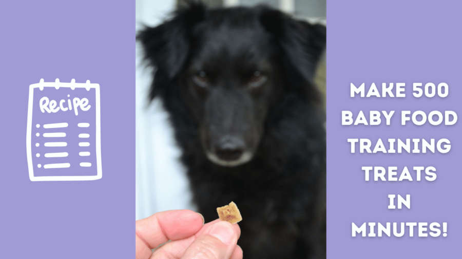 black dog looking at training treat made from baby food